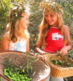 מסיק זיתים בנופי גונן